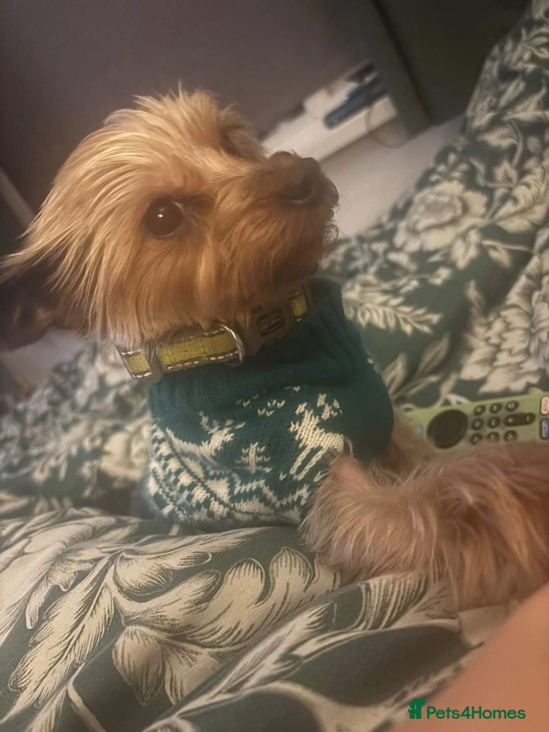 Yorkshire Terrier dogs for sale: Female Yorkshire terrier  - Advert 1