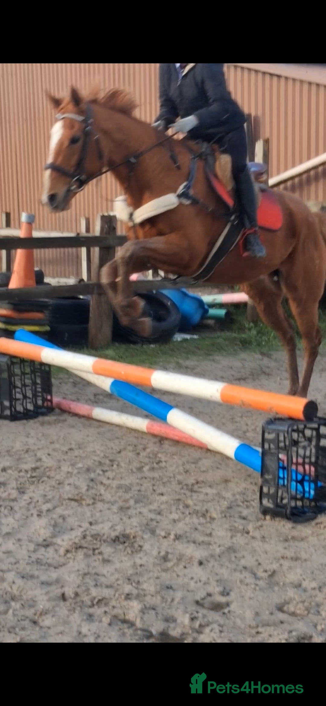 English Thoroughbred horses for sale: Super safe anyones ride - Advert 10