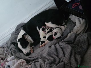 Mixed Breed dogs for sale: Staff x american bull dog puppies - Advert 1