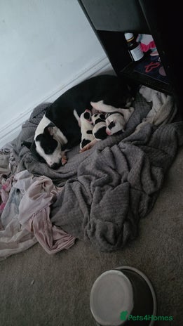 Mixed Breed dogs Staff x american bull dog puppies - Advert 1