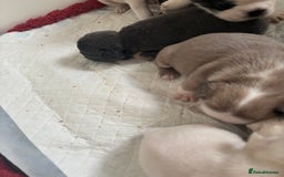 French Bulldog dogs for sale: Kc registered French bulldogs  - Image 6