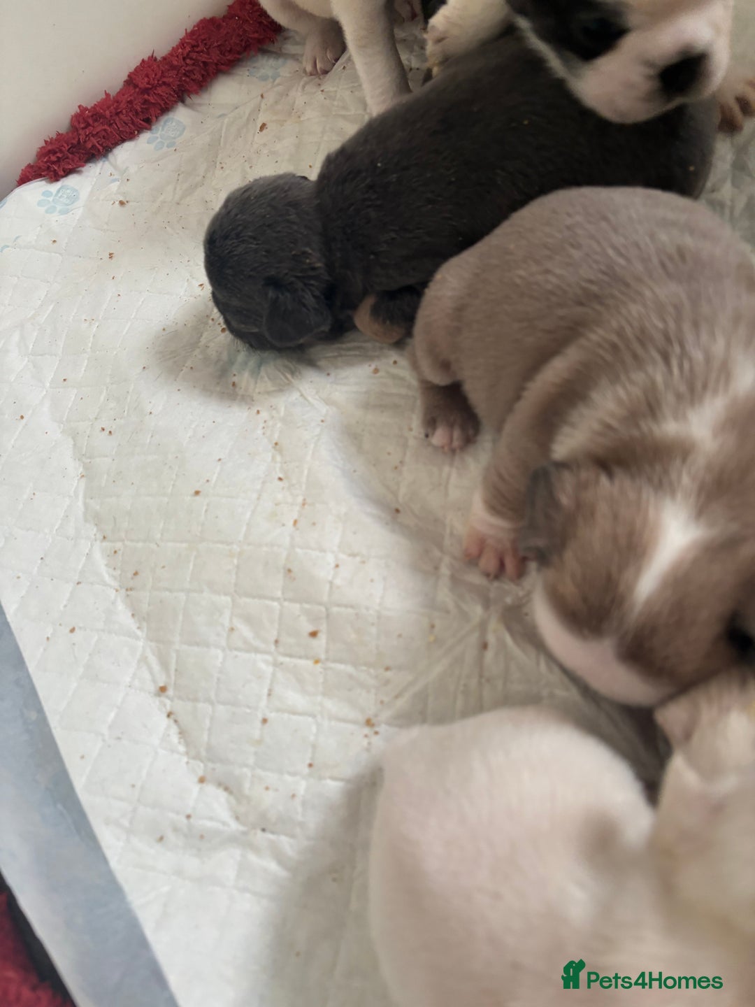 French Bulldog dogs for sale: Kc registered French bulldogs  - Image 6