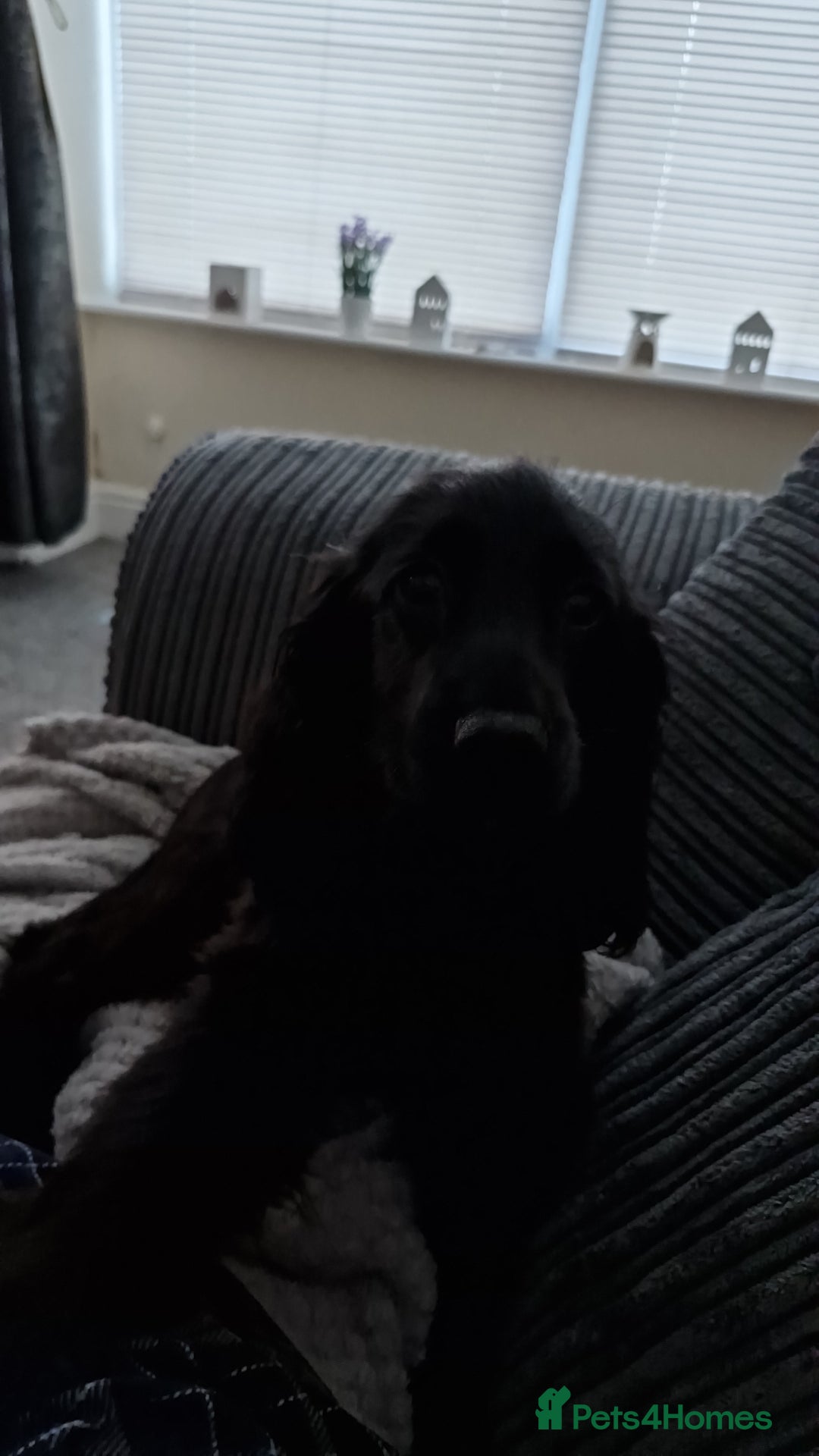 Cocker Spaniel dogs for sale: Cocker Spaniel  - Advert 4