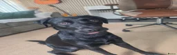 Labrador Retriever dogs for sale: Willow - Young Labrador looking for a special home - Advert 2