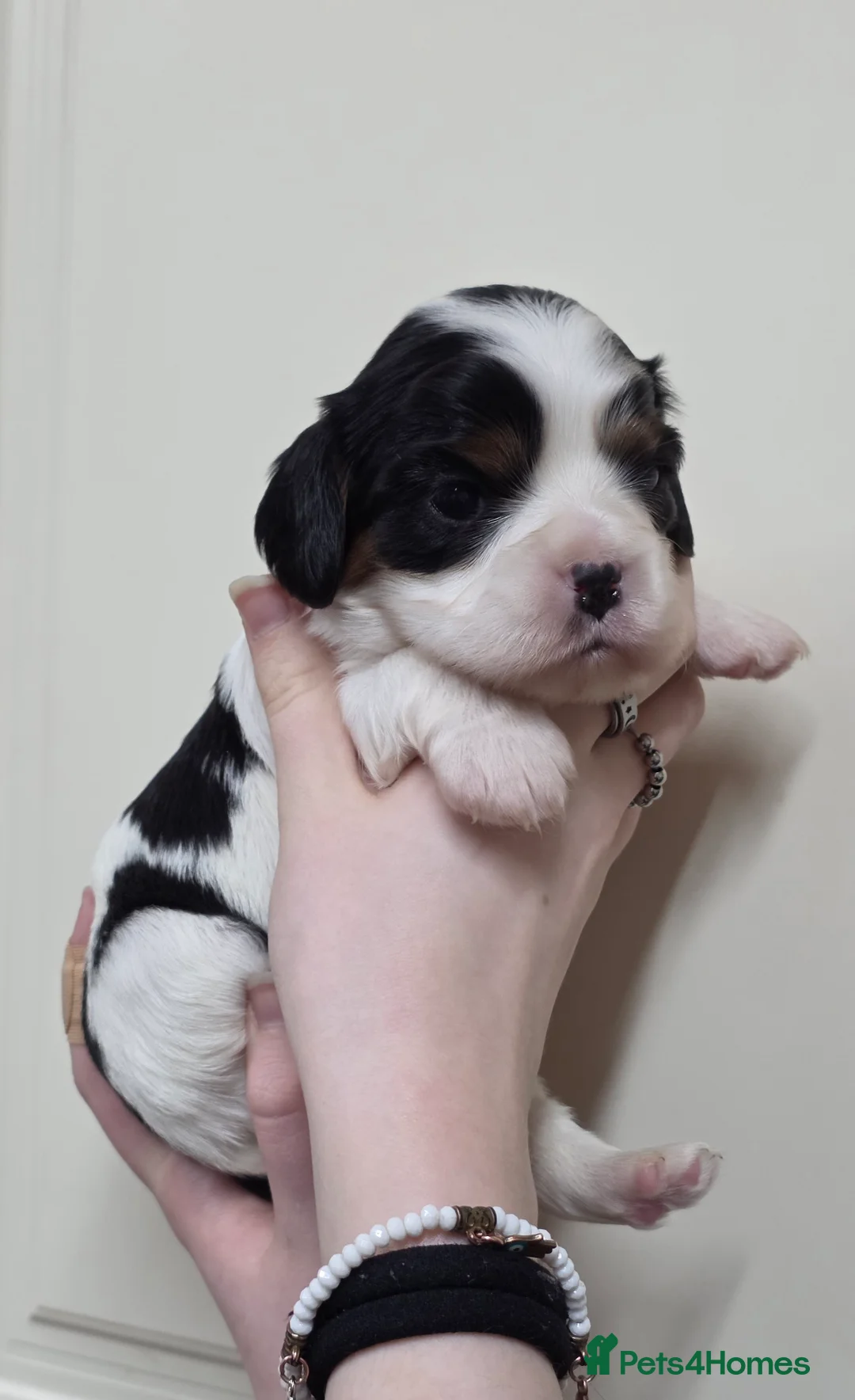 Cavalier King Charles Spaniel dogs for sale: Gorgeous cavalier king charles pups health tested - Advert 16