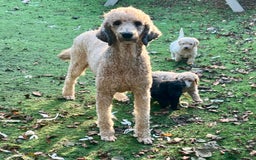 Standard Poodle dogs for sale: KC reg standard poodles  - Image 2