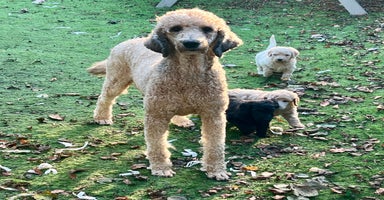 Standard Poodle dogs - Advert 2