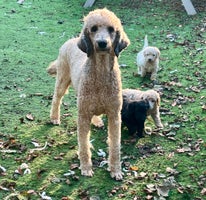 Standard Poodle dogs - Advert 2