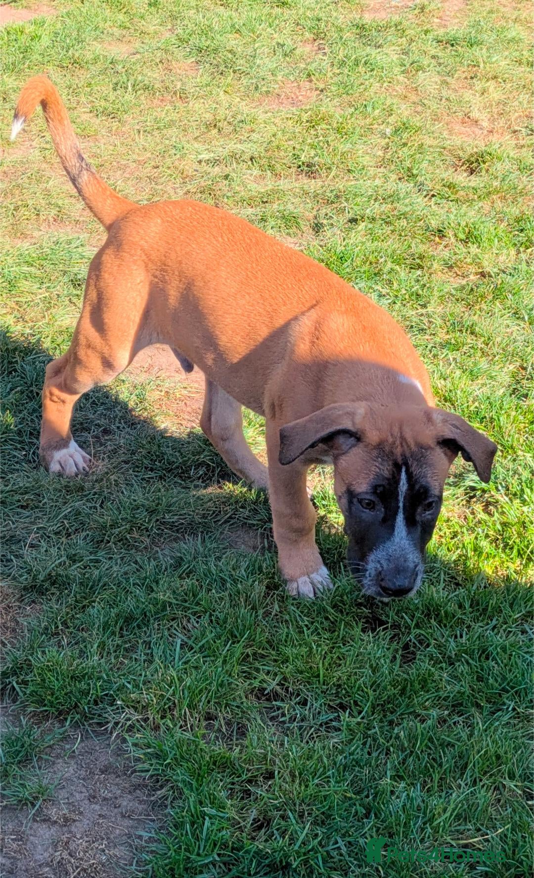 Mixed Breed dogs American bulldog x Belgian Malinois  - Advert 5