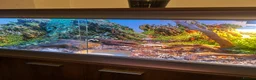 Snake reptiles for sale: slightly pied ball python  in Torquay - Advert 7