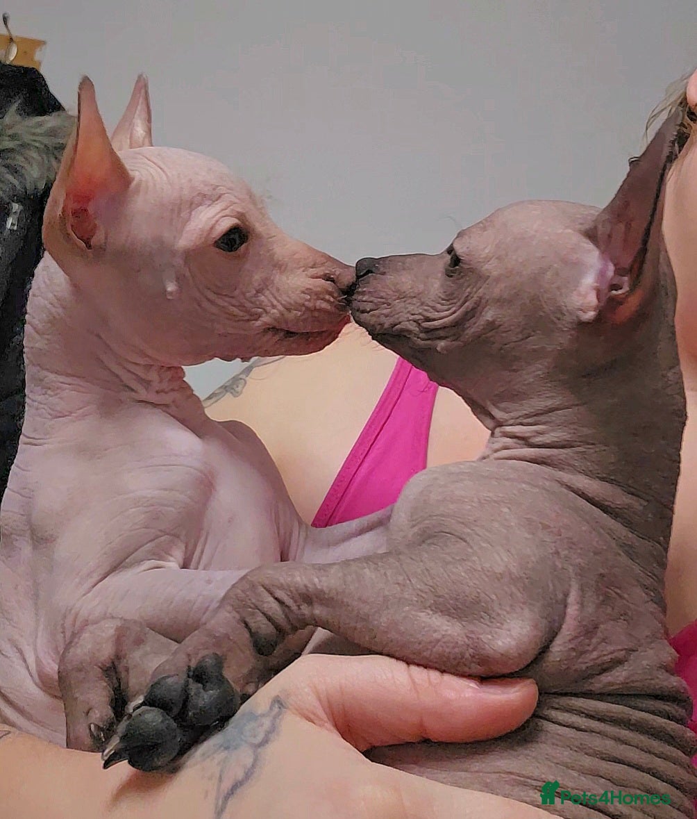 Mexican Hairless dogs XOLO Last two boys RKC registered.Liver and black  - Advert 1