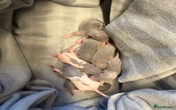 Rat rodents for sale: Dwarf Rats  - Image 16