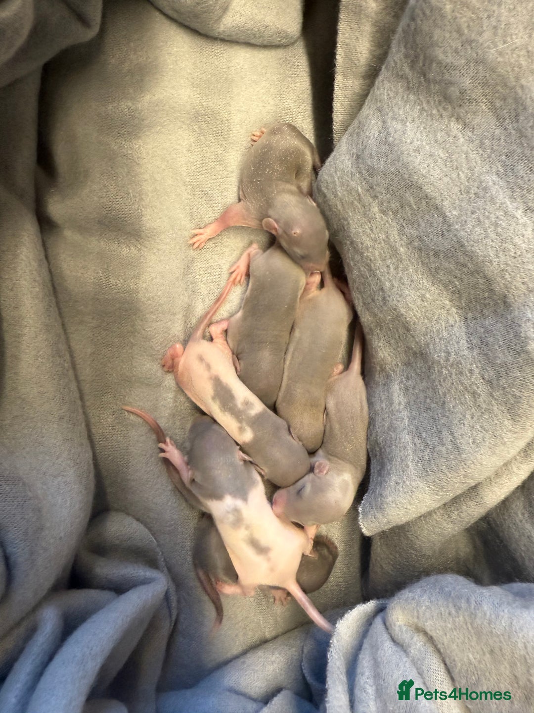 Rat rodents for sale: Dwarf Rats  - Image 16