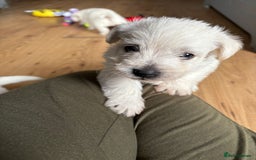 West Highland Terrier dogs for sale: Gorgeous West Highland White (Westie) Puppies - Image 8