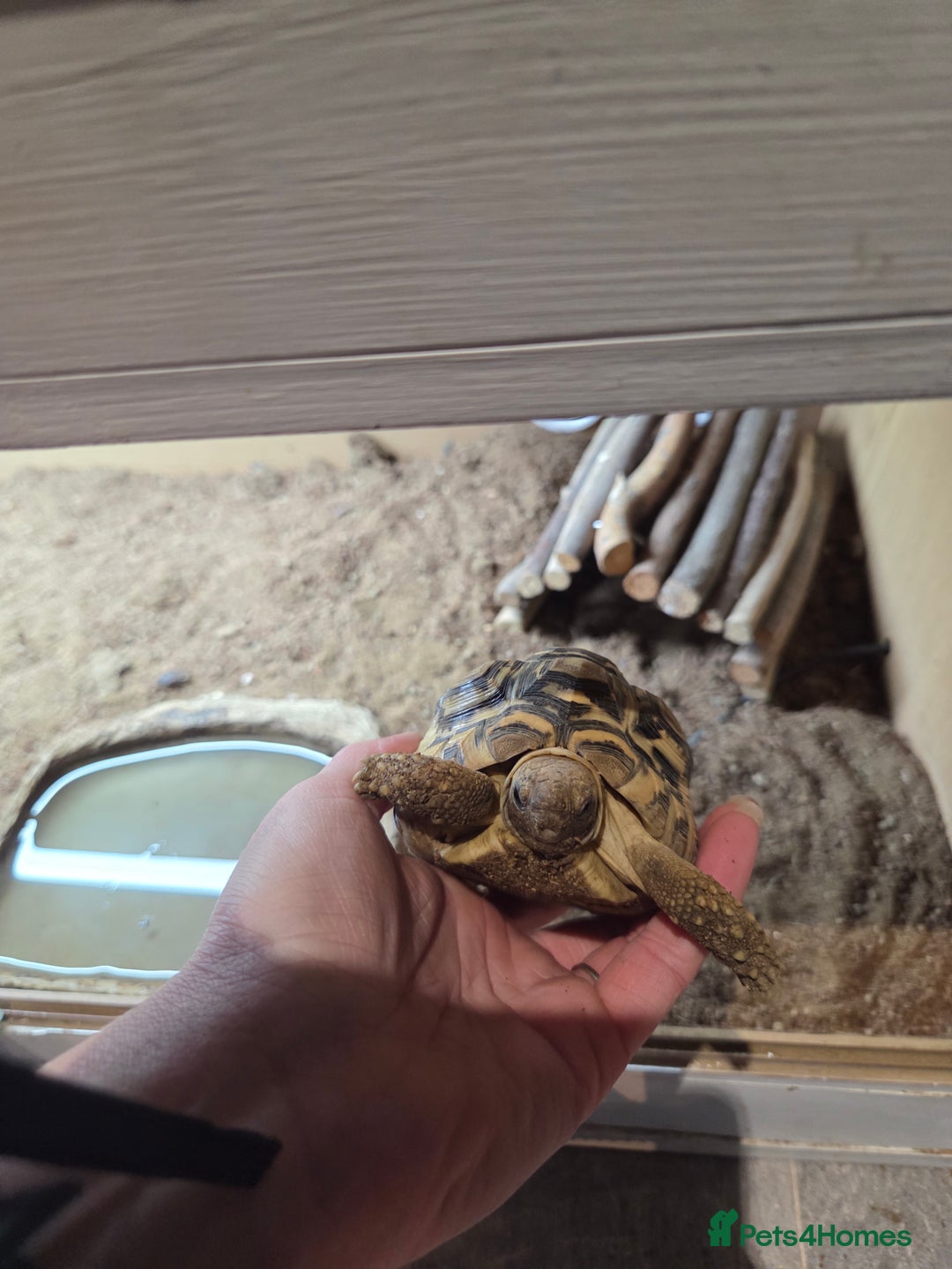 Tortoise reptiles for sale: Leopard toitoise - Advert 2