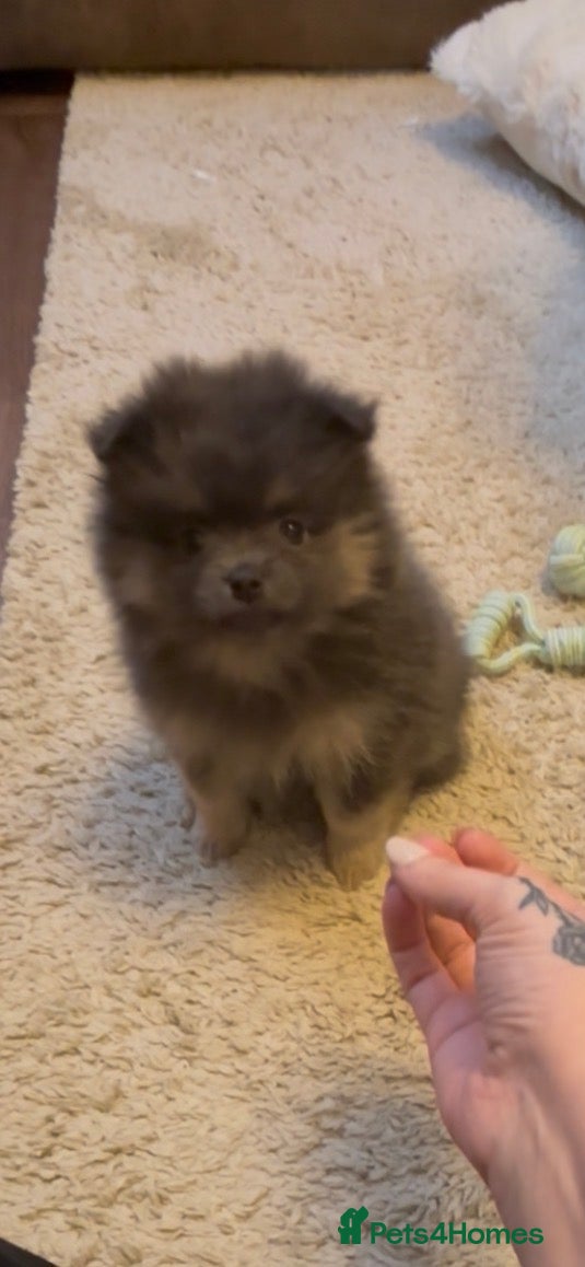Pomeranian dogs Last Blue KC Puppy Available!  - Advert 4