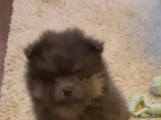 Pomeranian dogs Last Blue KC Puppy Available! - Advert 4
