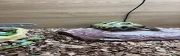 Tortoise reptiles for sale:  tortoise in Telford - Advert 4