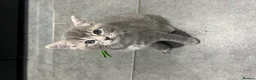 Mixed Breed cats for sale: Beautiful grey Fluffy Kittens! - Advert 8