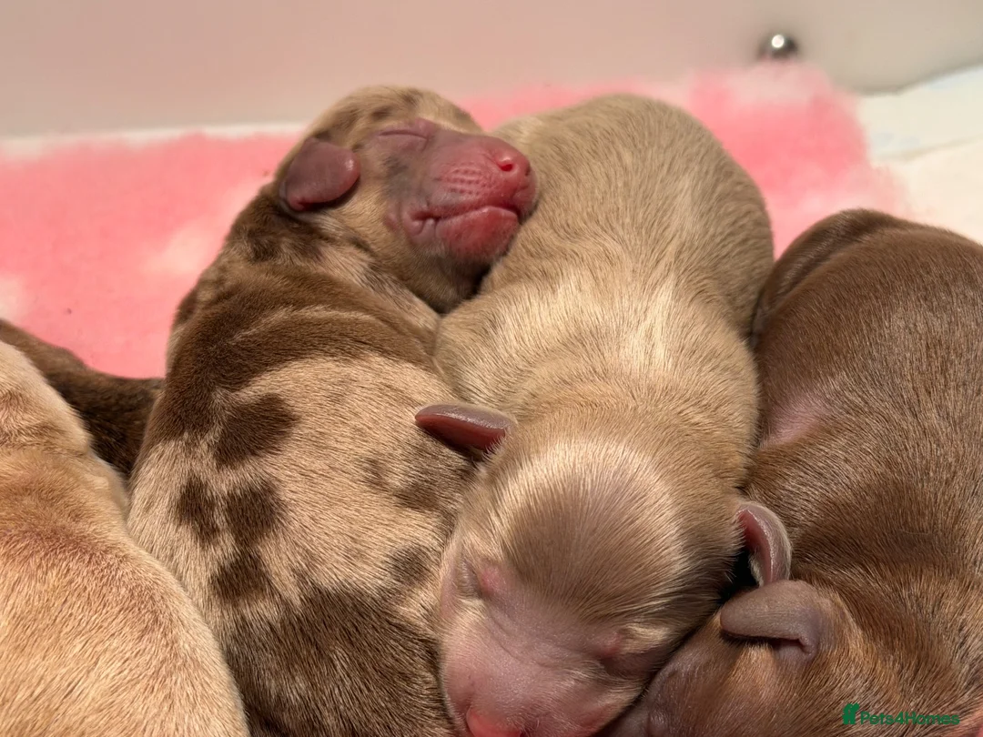 Miniature Dachshund dogs for sale: Teacup in Bootle - Advert 2