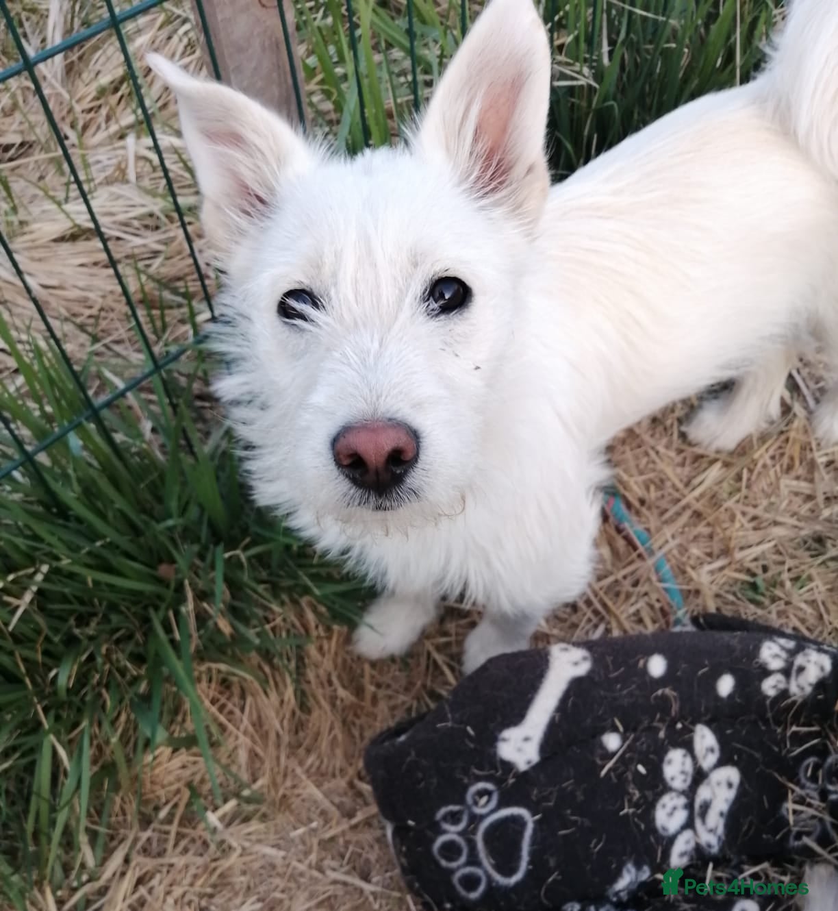 Mixed Breed dogs ❤️MALIBU❤️: A LITTLE WHITE QUEEN WITH A BIG HEART - Advert 1