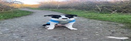 Border Collie dogs for sale: Border collie 7 months old  - Advert 2