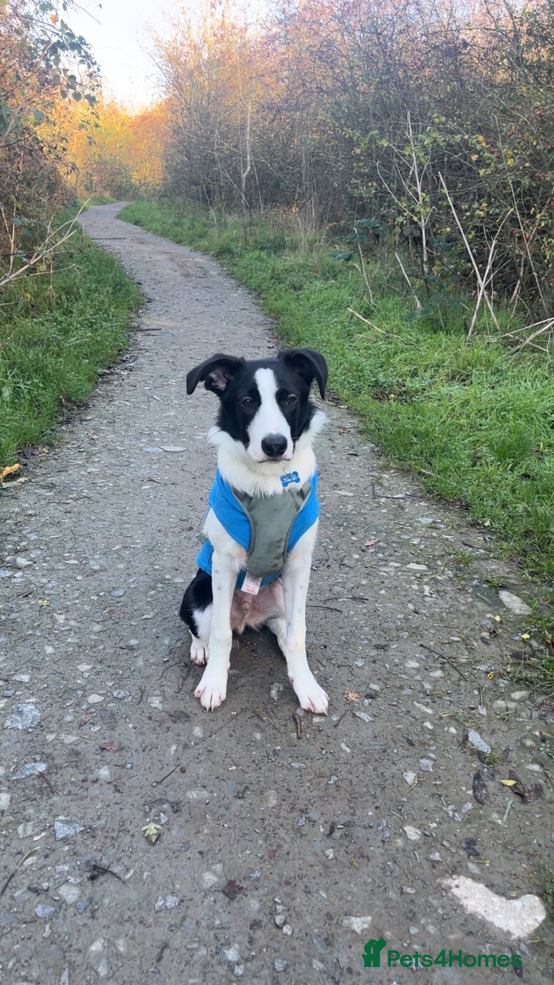 Border Collie dogs for sale: Border collie 7 months old  - Advert 2