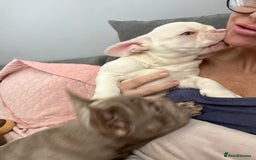 French Bulldog dogs for sale: 2 French bulldog pups.  1 boy & 1 girl.  - Image 23
