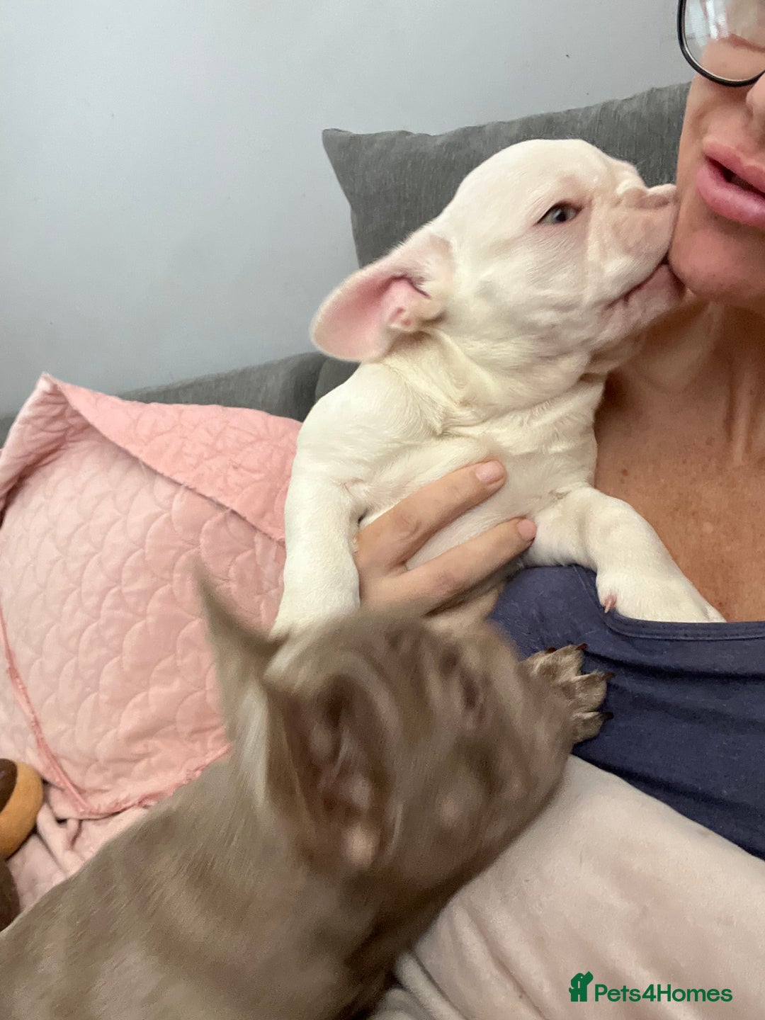 French Bulldog dogs for sale: 2 French bulldog pups.  1 boy & 1 girl.  - Image 23