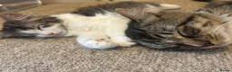 Mixed Breed cats for sale: 4 Long Hair Kittens  - Advert 13