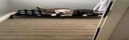 Mixed Breed dogs for stud: American Bulldog x Staffie Stud in Newport - Advert 13