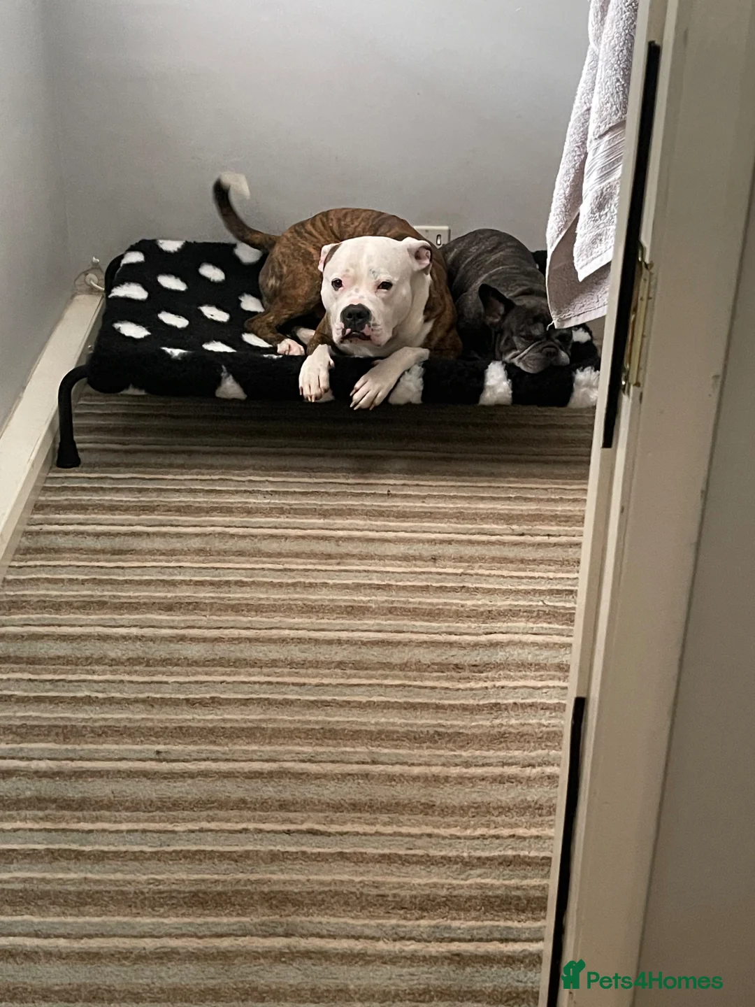 Mixed Breed dogs for stud: American Bulldog x Staffie Stud in Newport - Advert 13
