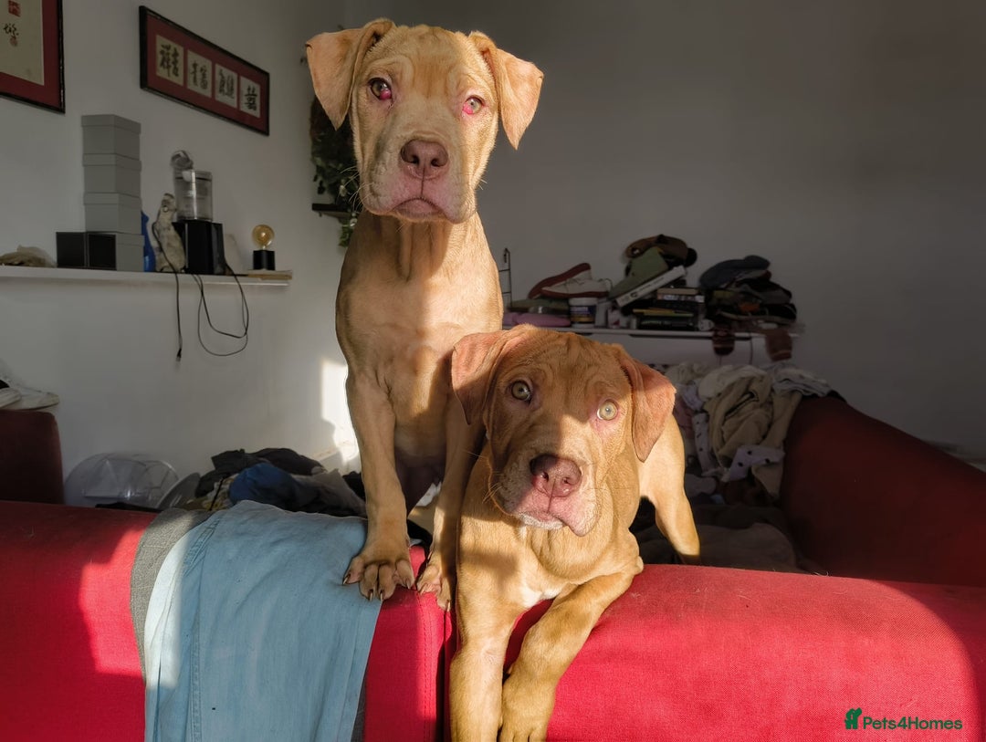 Mastiff dogs for sale: Mastiff X Pups - Advert 22