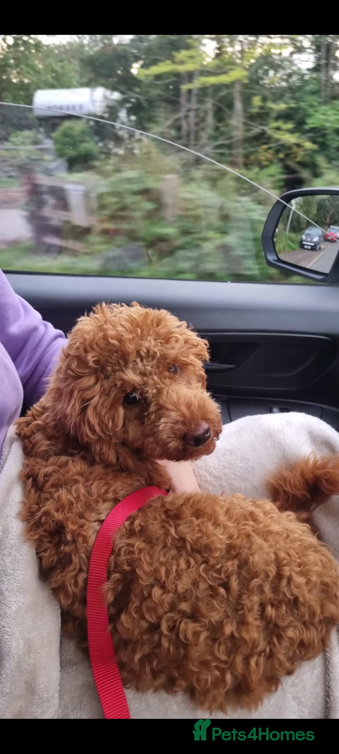 Miniature Poodle dogs for sale: Red miniature poodle puppies!! in Stafford - Image 5