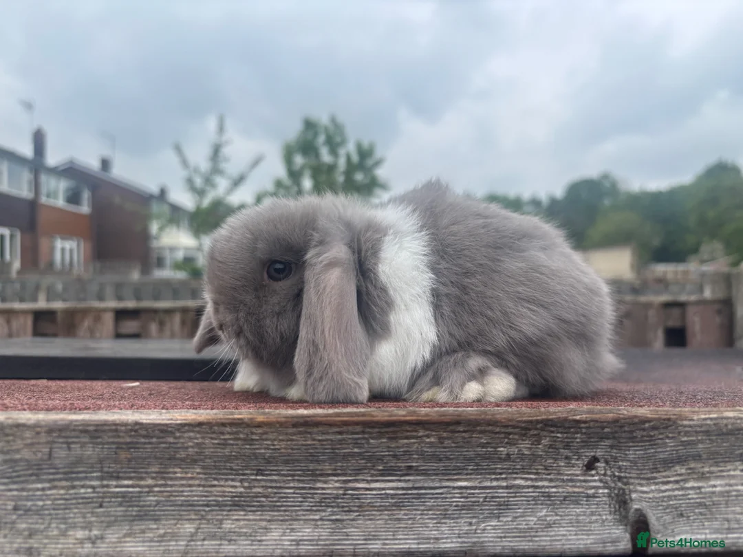 Mini Lop rabbits for sale: Mini Lop Rabbits Ready at Weekend - Advert 12