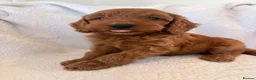 Cockapoo dogs for sale: LICENSED BREEDER QUALITY COCKAPOO PUPPIES  - Advert 5