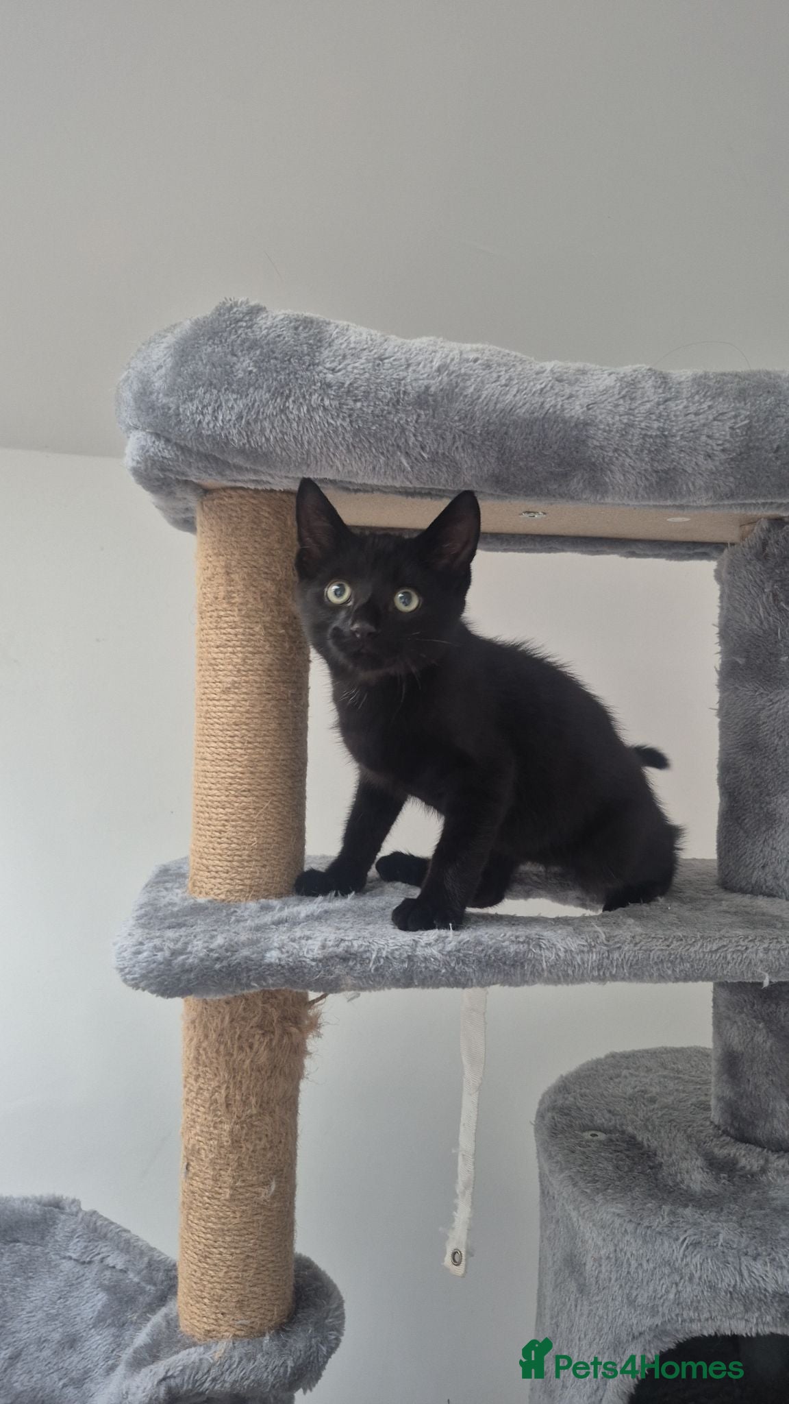 Domestic Shorthair cats Playful male DSH kitten x - Advert 13