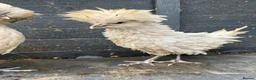 Chickens poultry for sale: Polish Pullets 16 weeks  - Advert 16