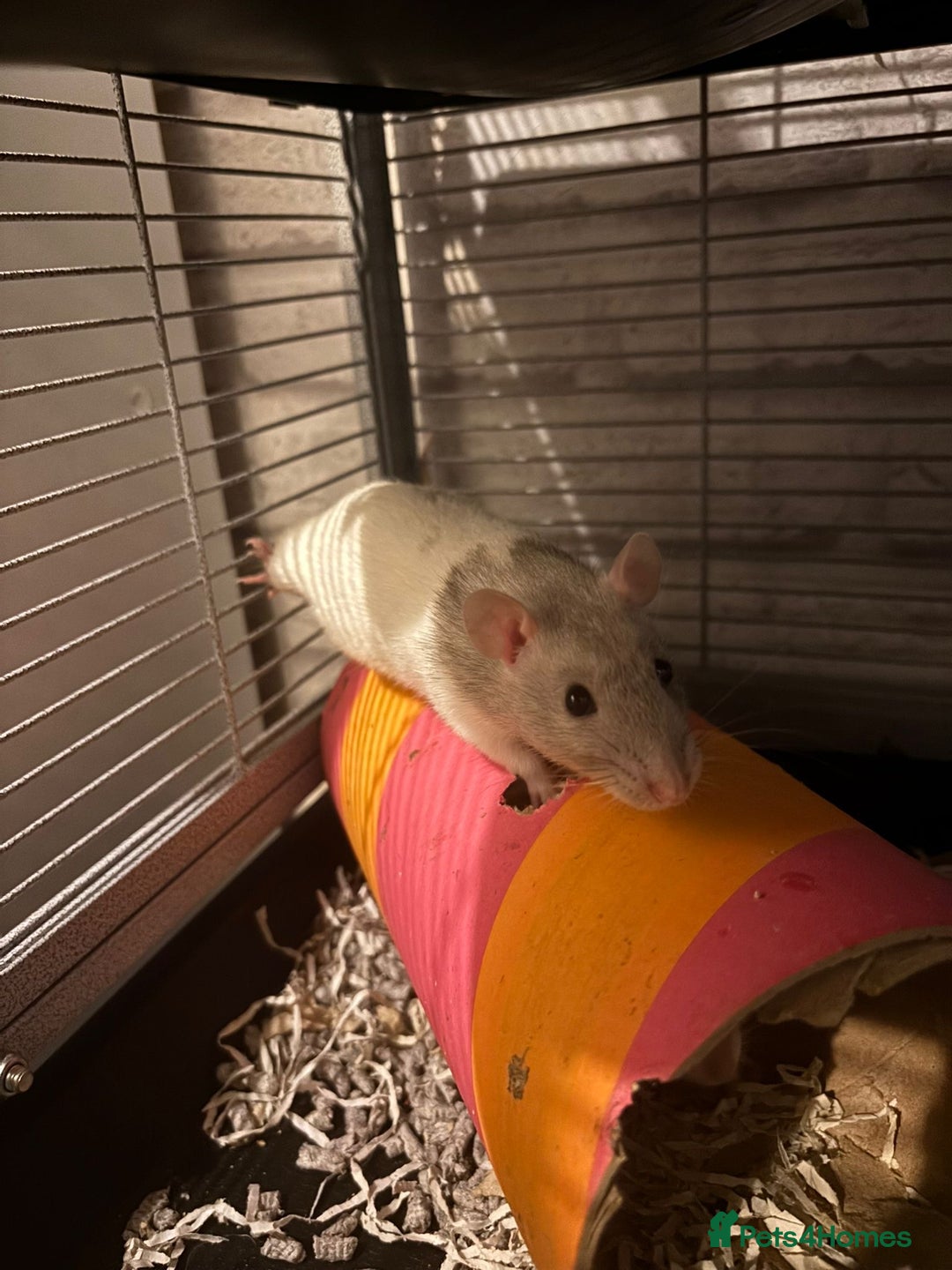 Rat rodents for sale: 4 female pet fancy rats to new home - Advert 1
