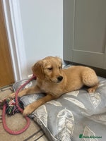 Golden Retriever dogs - Advert 14