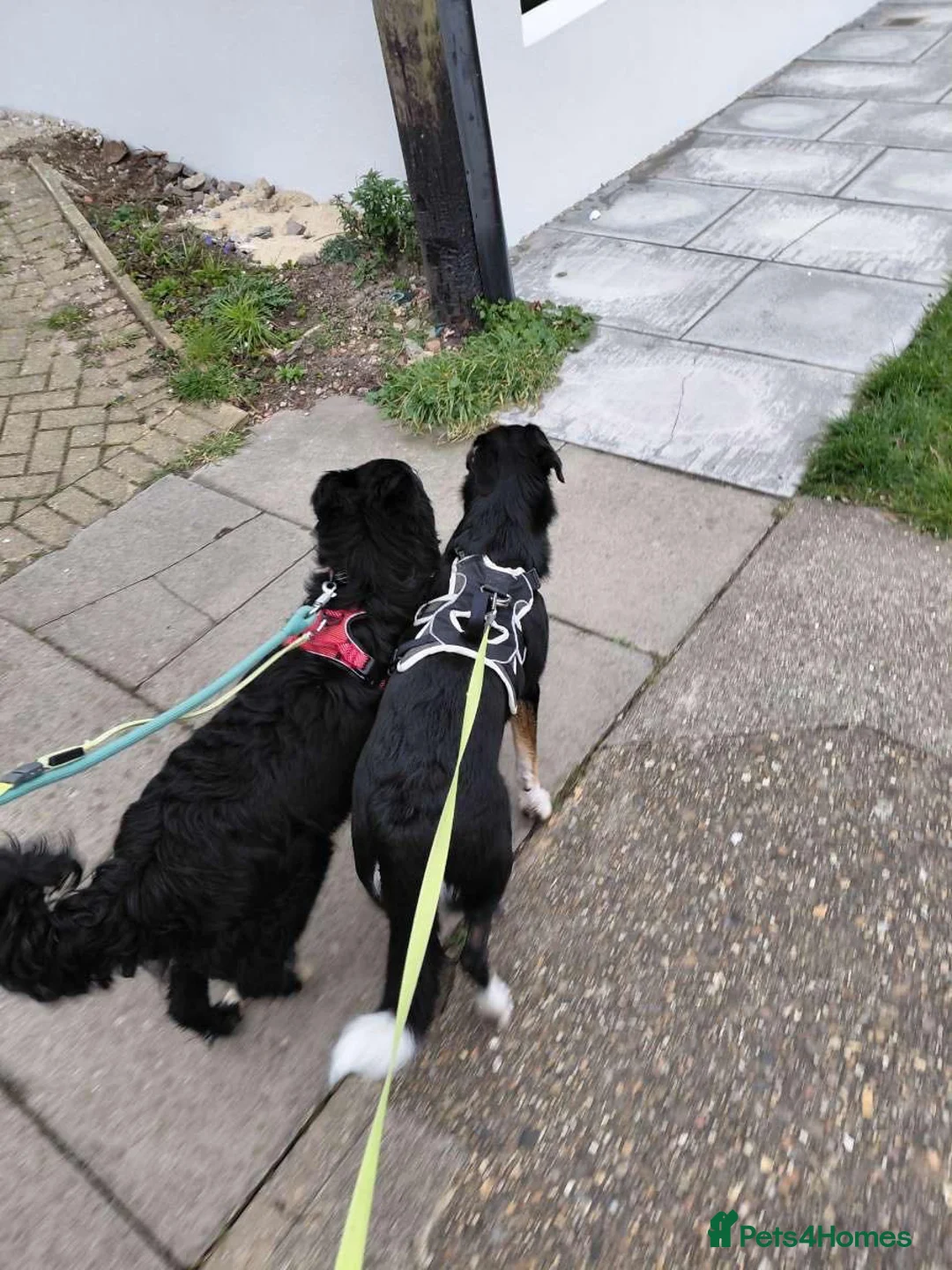 Mixed Breed dogs for adoption: Whiskey for adoption in Leigh-on-Sea - Advert 2