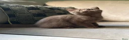 British Shorthair cats for sale:  Last 2 GCCF REG BOYS  - Advert 3