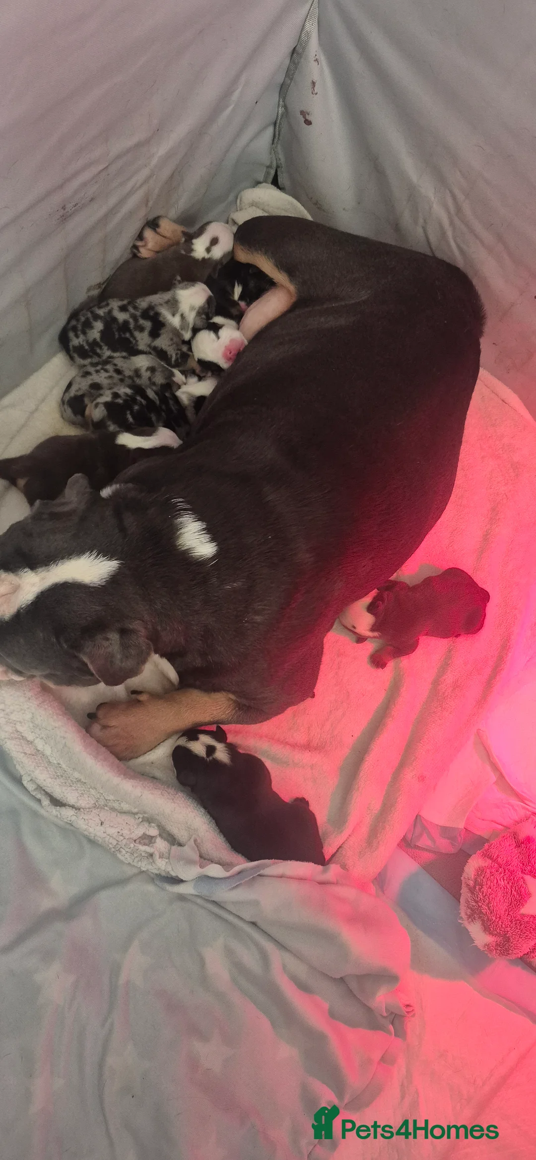 English Bulldog dogs for sale: Kc registered English bulldogs  in Plymouth - Advert 2