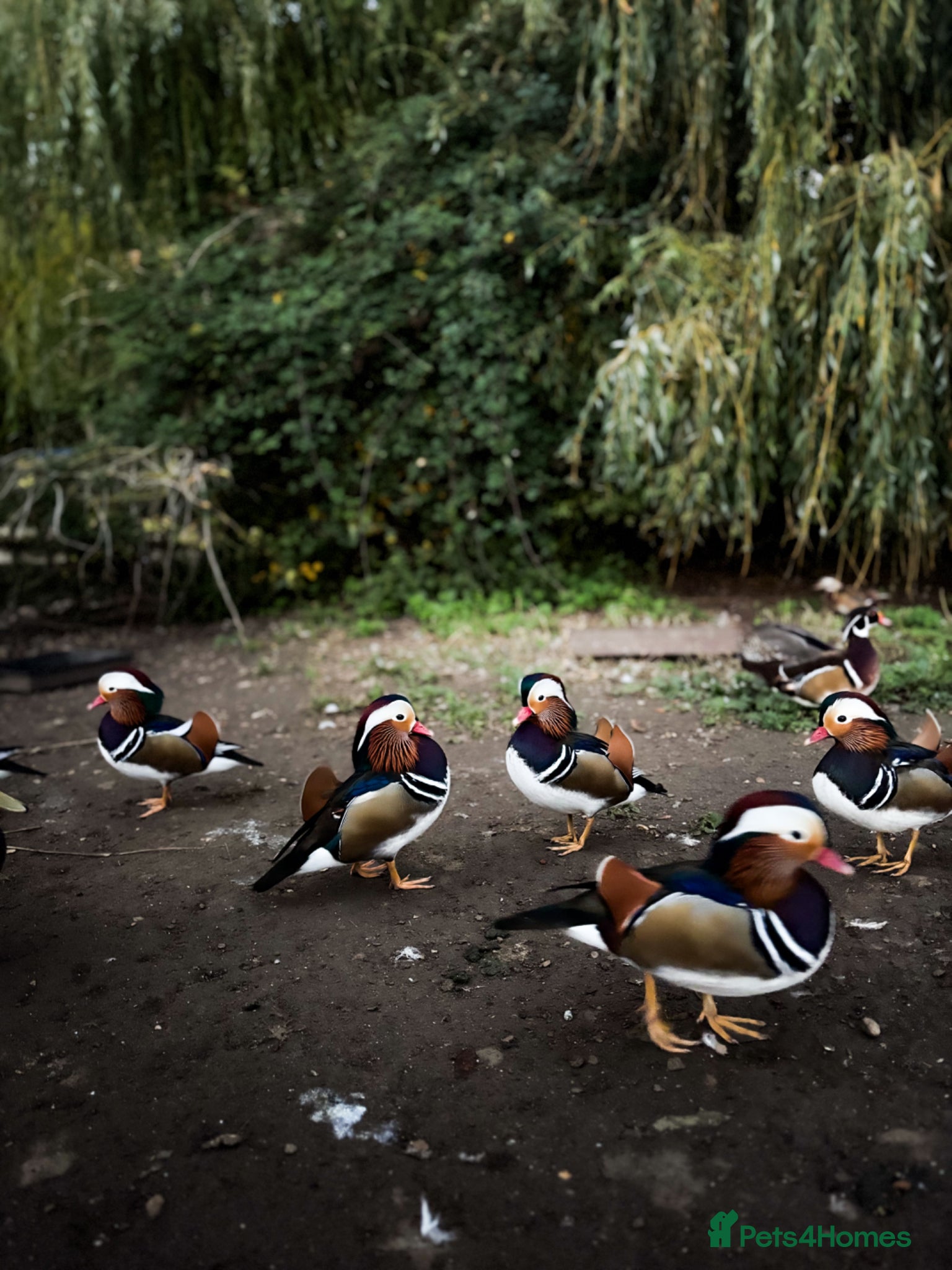 Mixed Breed birds Mandarin ducks  - Advert 1