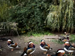 Mixed Breed birds for sale: Mandarin ducklings,ducks.eggs! - Advert 2