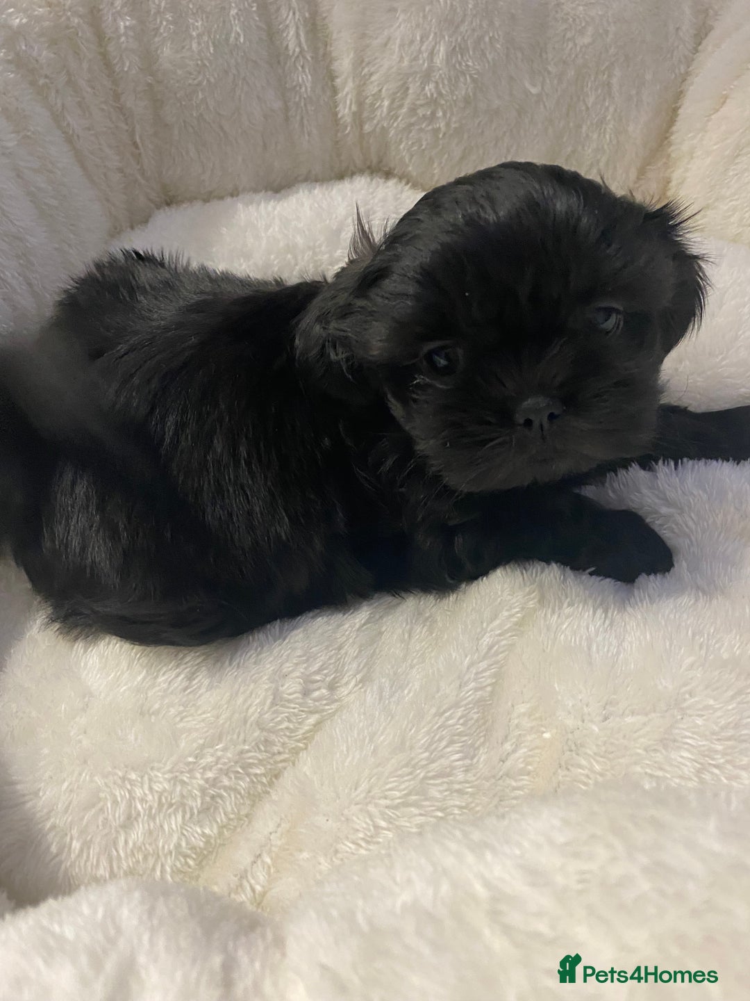 Shih Tzu dogs for sale: Imperial Shih Tzu three girls available - Advert 11