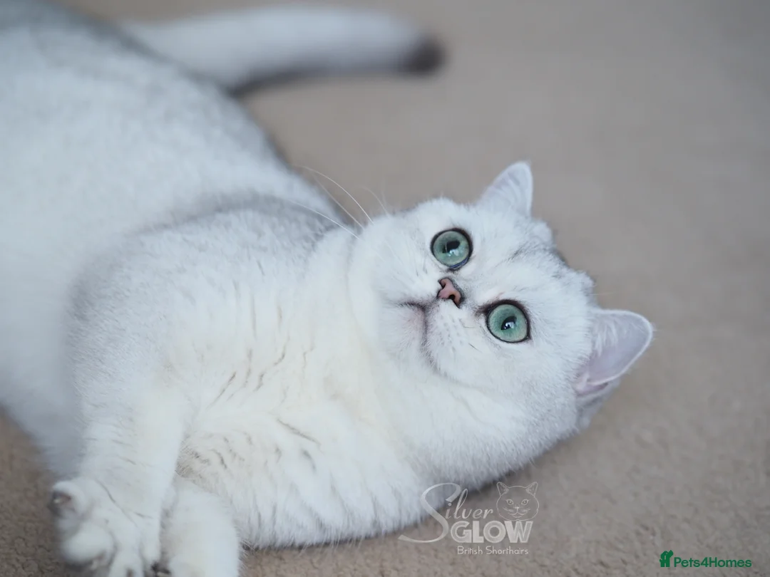 British Shorthair cats for sale: BSH reg kittens, Silver & Gold - Advert 14
