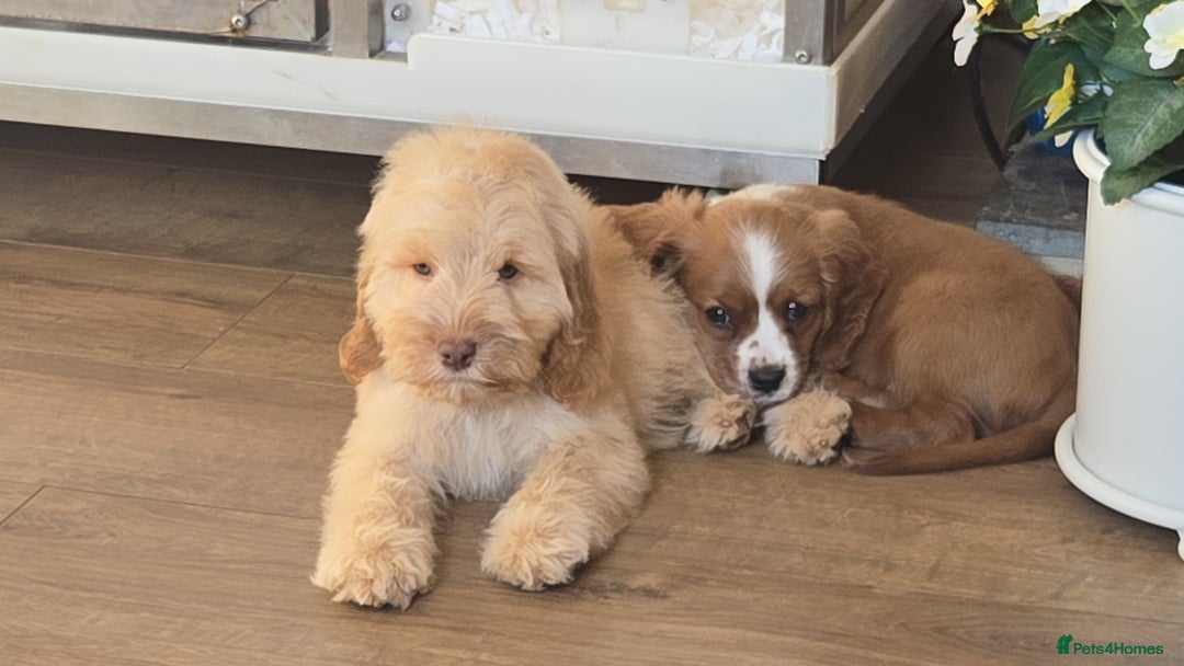 Cockapoo dogs for sale: Fully vaccinated and Extensively health tested.  in Wisbech - Image 9