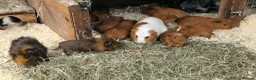 Guinea Pig rodents for sale: guinea pigs for sale - Advert 3