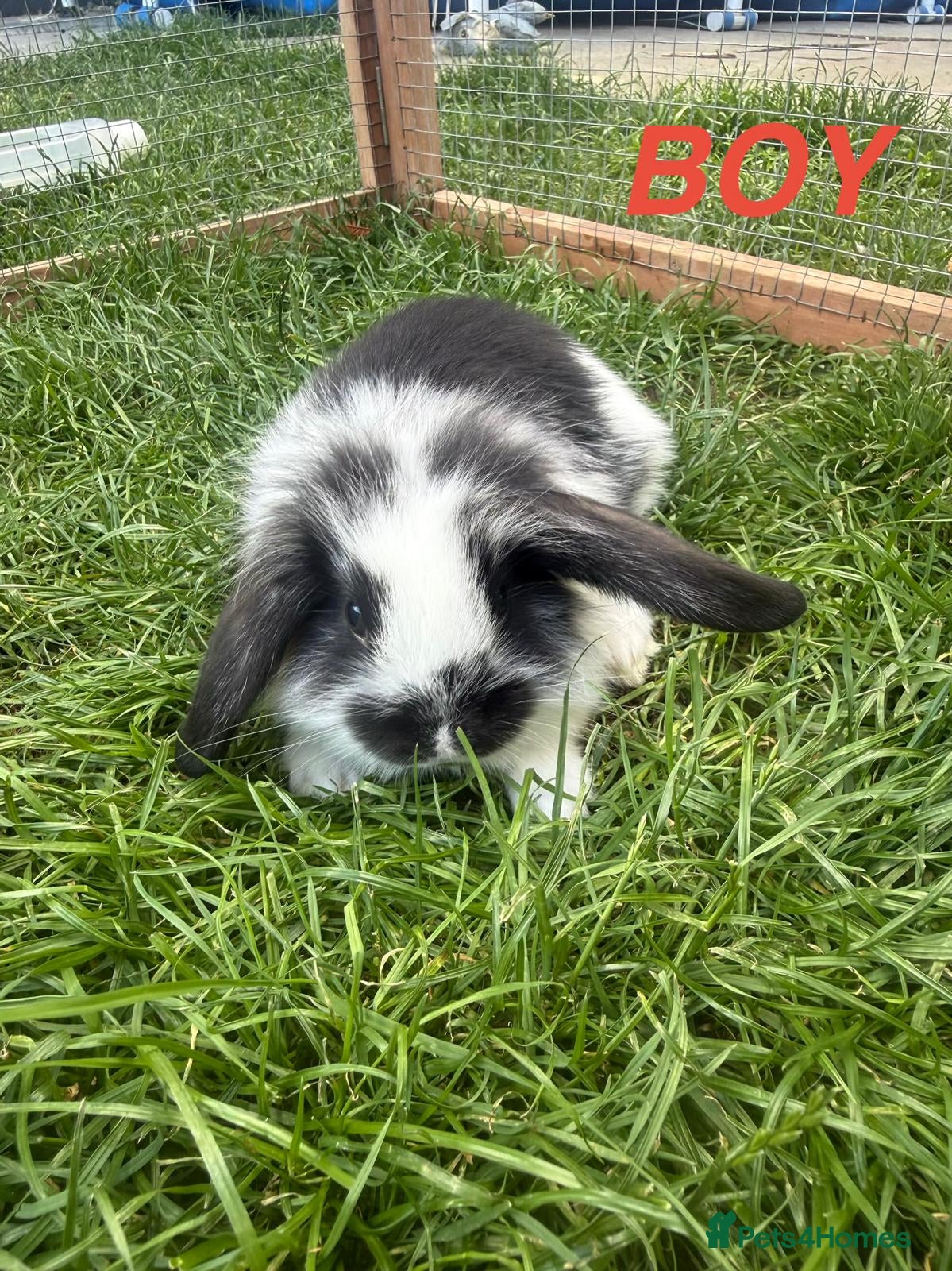 Mini Lop rabbits 4 adorable mini lops for sale  - Advert 2